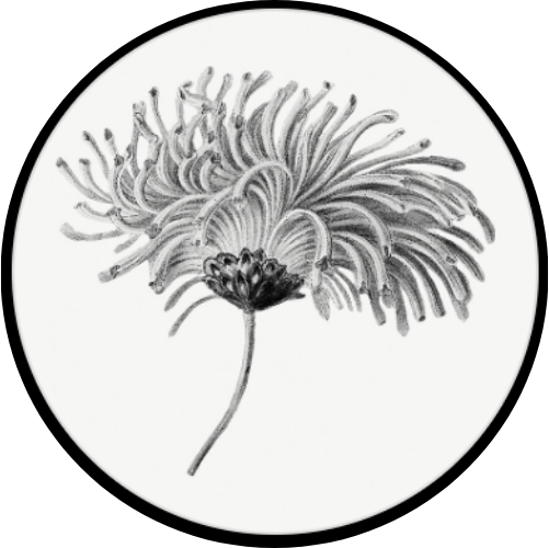 Laura Wrona Rosenthal